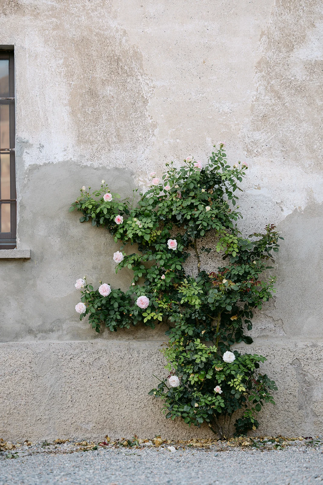 Rose rampicanti sulla parete della tenuta Mahthildis